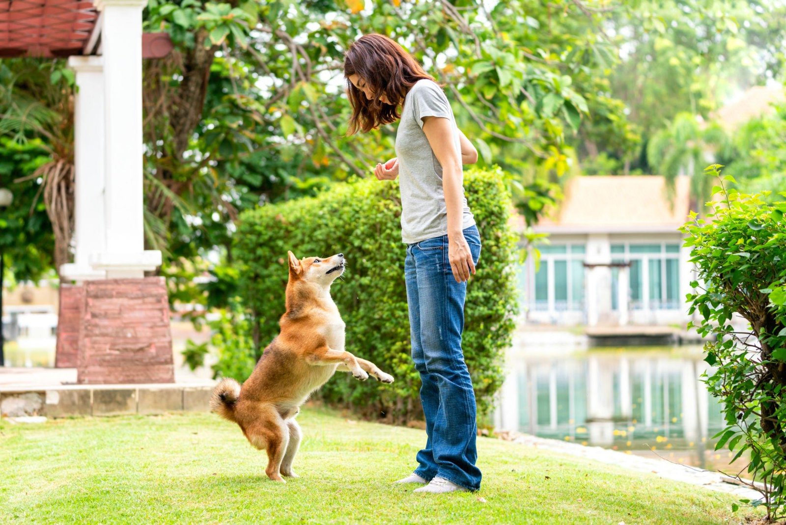 Read more about the article The Unique Quirks and Characteristics of intelligent Shiba Inu Puppies
