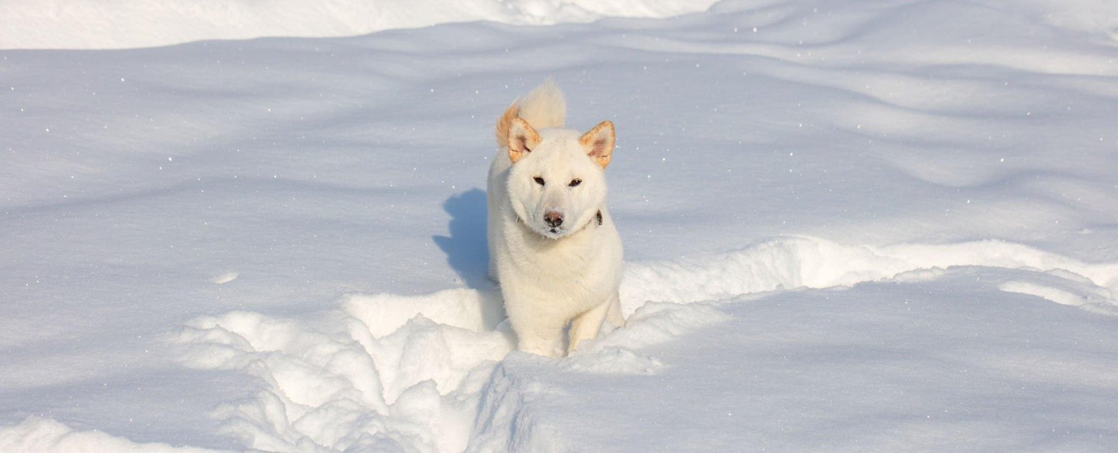 Read more about the article The Shiba Inu loyal Puppy’s Guide to World Domination (Or at Least Your Heart)