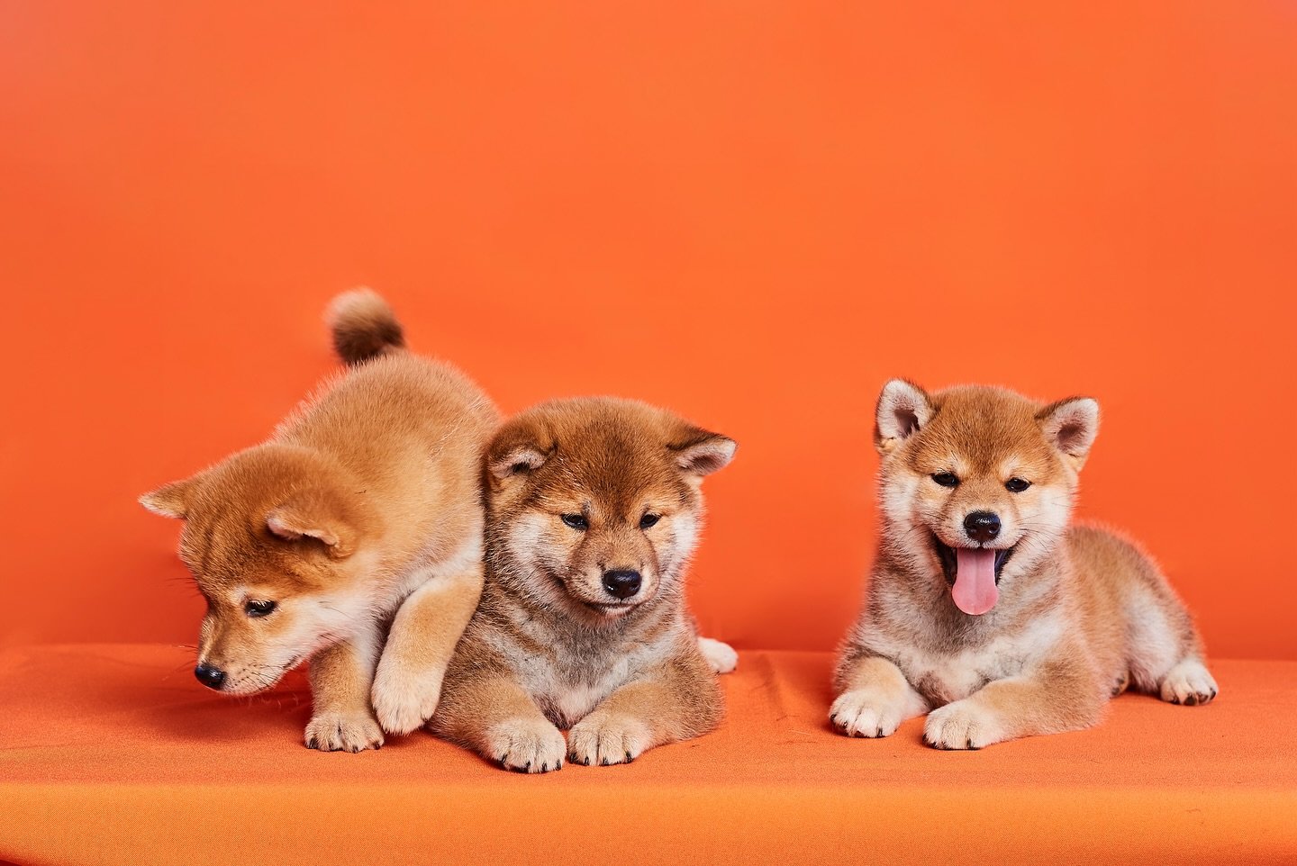 Read more about the article The Complete Guide to Vigilant Shiba Inu Puppies: