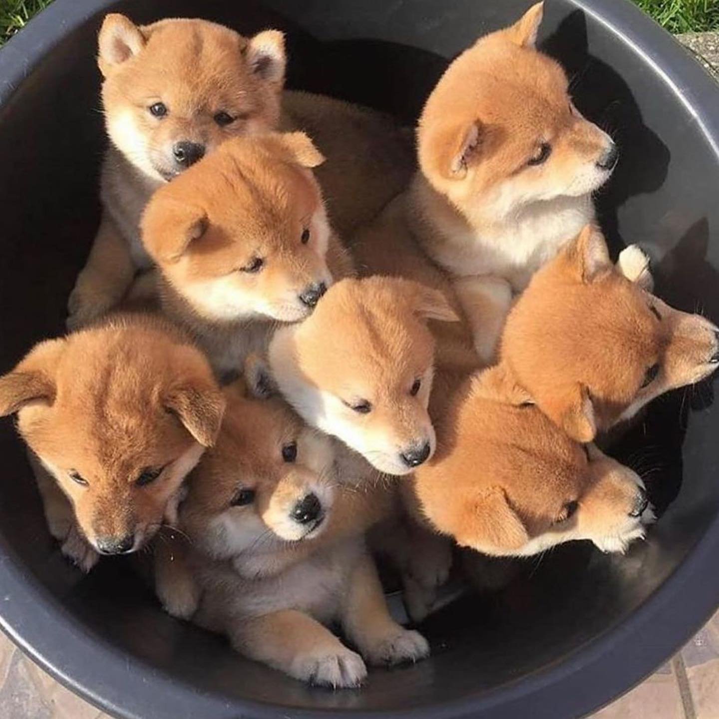Read more about the article Choosing the  Right Shiba Inu Intelligent Puppy