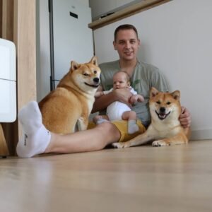 Read more about the article Playful shibainu puppies and children