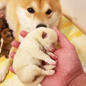 Read more about the article Exercising Your brilliant  Shiba Inu Puppy