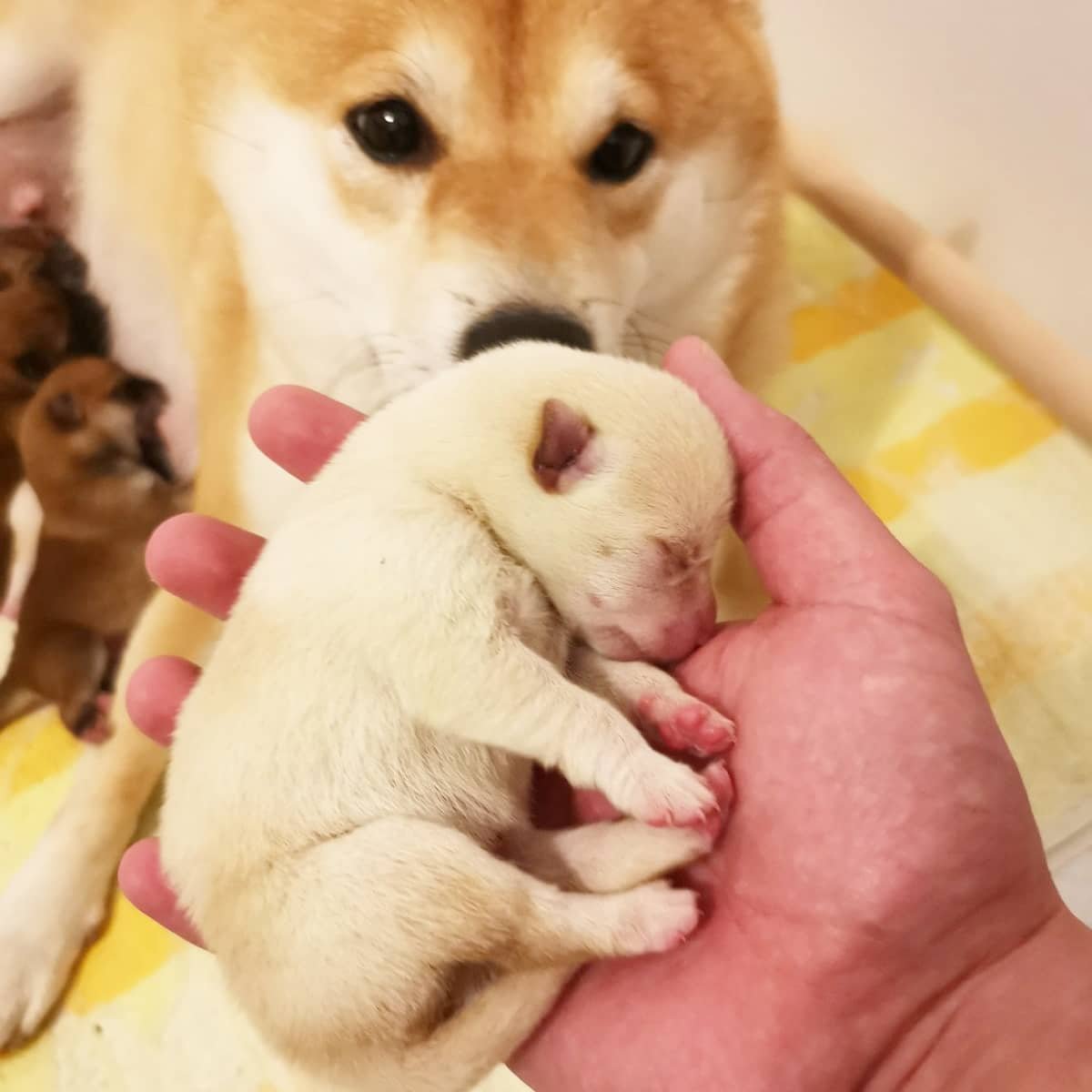 You are currently viewing Exercising Your brilliant  Shiba Inu Puppy