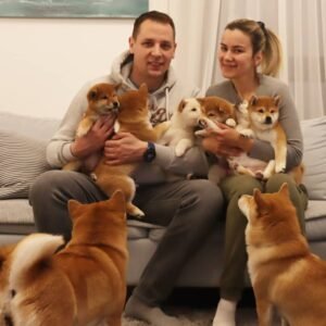 Read more about the article Bringing Home Your Shiba Inu Puppy