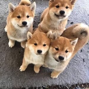Read more about the article Magnificent Shiba Inu Puppies